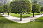 topiary tangerine trees_创意图片