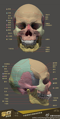 dinglean采集到素描-人体结构