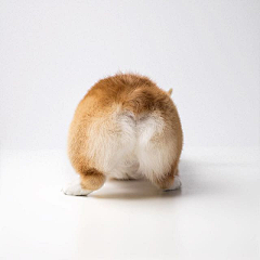 椰菜花采集到素材
