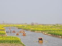 Yaofeifeinihao采集到油菜花