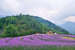 景观设计师包小意采集到花海