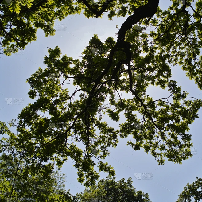 天空,枝,橡树,背景,树梢,边框,高视角,枝繁叶茂,夏天,户外素材-花瓣网
