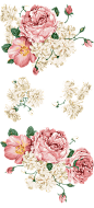 水彩-插画-花png@北坤人素材