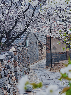 木桃clytie采集到X-乡村