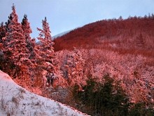 雪中的树木