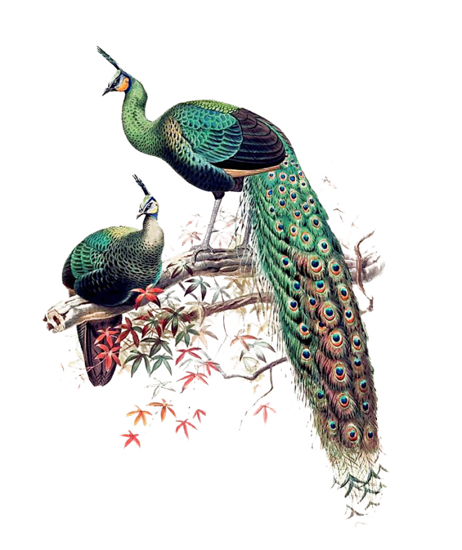 孔雀素材(761×906)