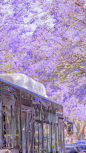 「 初夏限定，楹花微紫 」 ​​​ 摄影：@大圣不空 - 堆糖