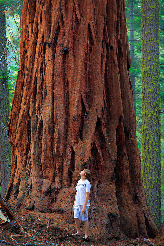 Boy and a giant Sequ...