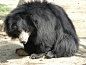 懒熊(The sloth bear)有着最浓密的毛。