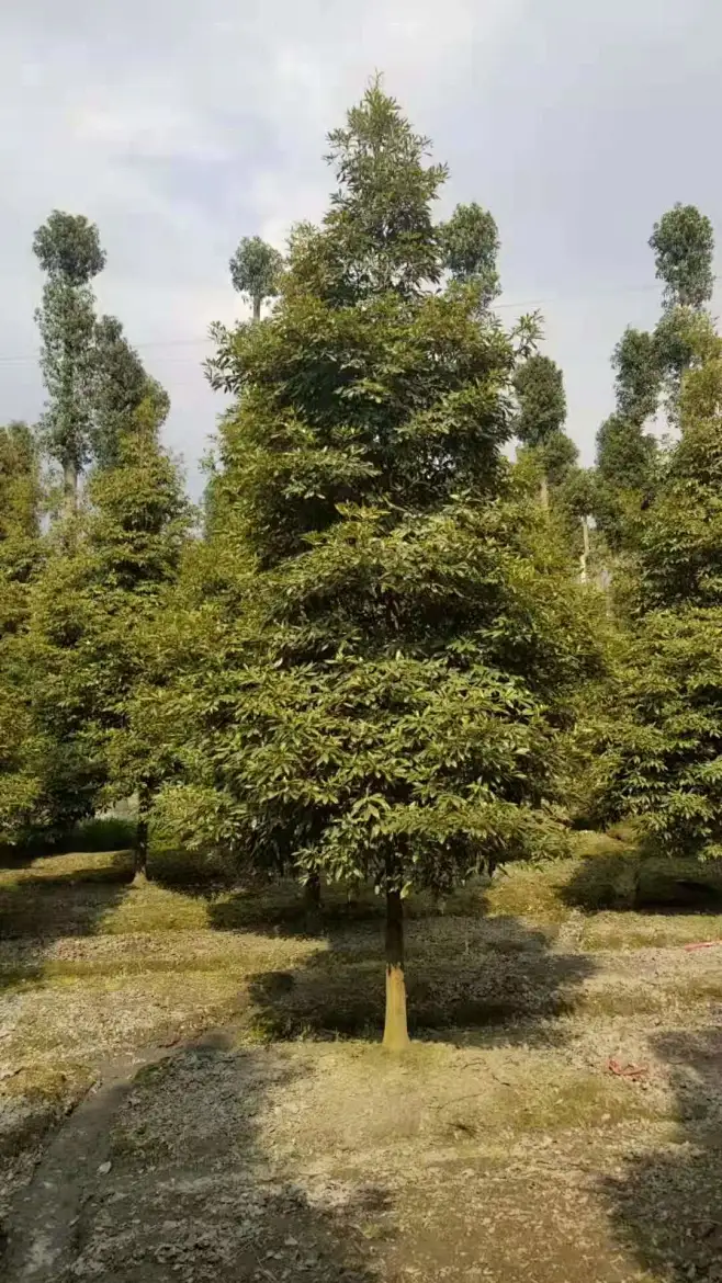 桢楠-花瓣网