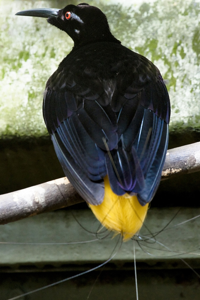 雀形目极乐鸟科十二线极乐鸟属十二线极乐鸟