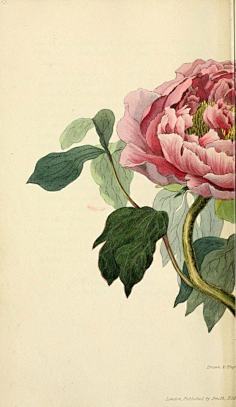 duitang.com采集知人采集到中国传统绘画3芍药的国画_百度百科baike.