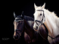 Horses On Black Background by Razvan Chisu on 500px