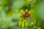 cornelian-cherries-7446591_1280