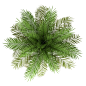 俯视树木高清图片环保素材植物高清大图小树高分辨率绿树装饰元素-淘宝网