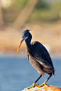 Photograph Western Reef Heron (Egretta gularis) by Ali Alqudsi on 500px