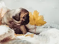 可爱的,小狗,毯子,纯种犬,贺卡,药,情人节卡,狗,复古风格,哺乳纲