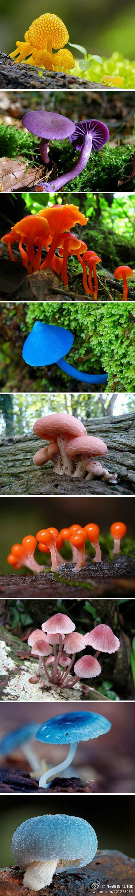 五颜六色的小蘑菇