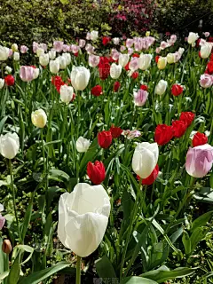 威尔明顿的郁金香花园