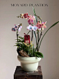 年宵花蝴蝶兰组合盆栽 - 小红书