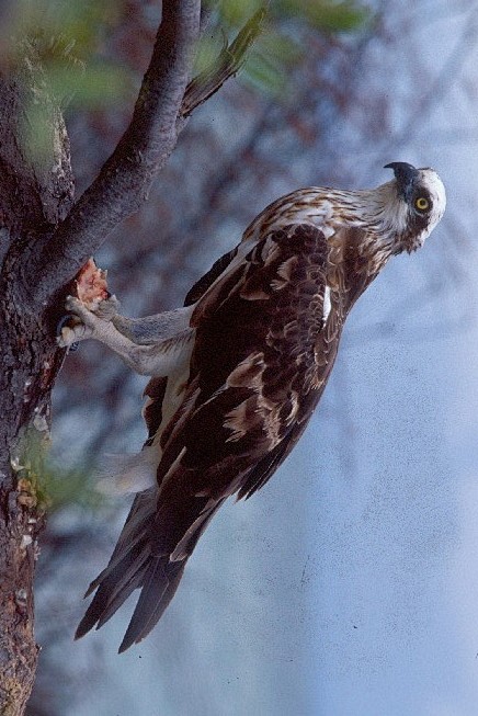 鹰形目·鹗科·鹗属:东方鹗