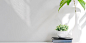 plants-in-a-white-vase