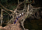 ［热带雨林中心的活树桥梁］印度东北部的乞拉朋齐是世界上最潮湿的地方，所有的木质结构都会在当地湿润的空气里迅速腐烂，因此那里无法建造普通桥梁。于是当地人学会用活着的橡胶树卷须来搭桥。摄影师拍下了这些“活的桥”以及每天在上面穿行的居民，还讲了用活树做桥的故事：O网页链接