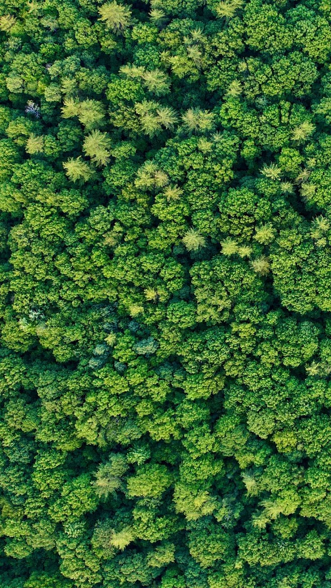 鸟瞰树丛树群植物贴图I-花瓣网