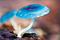 蓝蘑菇！！！！！！