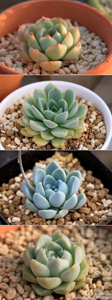 从上到下【魅惑之月】【月影之宵】【厚叶月...