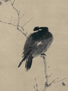 万里牵豬侠采集到雀