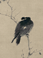 牧溪笔下的思想者—叭叭鸟 - 小红书