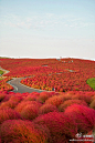 堆糖网：#堆糖风景册#日本，Kochia Hill, 位于常陆那珂市（Hitachinaka）。美得像幅画。有人说它，极致之于景观，犹如夸张之于戏剧。来自糖友微笑堇堇的收集 >>>> http://t.cn/Sx74qT