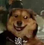 来点狗狗表情包_8_小周_来自小红书网页版