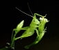 这是我收集的一件漂亮的绿翡翠蝗虫雕件，极...@北坤人素材