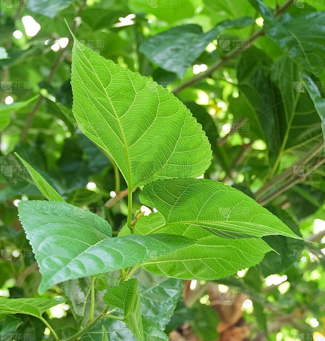 树枝上的桑叶或桑叶素材-花瓣网