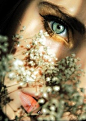 The eye