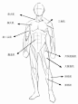 日系绘画解说  漫画插画素材  人体参考 头身 人体比例 Q版  男性人体