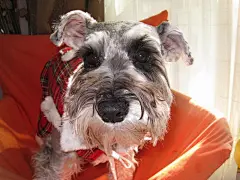 雪纳瑞图片桌面壁纸