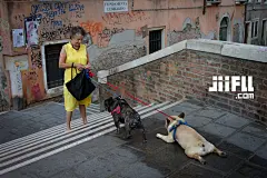 jiifll-搞笑-狗表情包-无奈