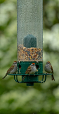 birds-3429762_960_720