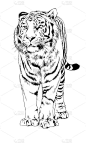 老虎从手纹身用墨水绘制