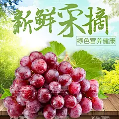 葡萄采摘  - 源文件下载【酷图网】葡萄,葡萄上市,提子,葡萄熟了,巨峰葡萄,葡萄采摘,葡萄提子,葡萄红提,葡萄黑提,葡萄广告,红缇,葡萄采摘节,葡萄海报,葡萄园,摘提子,葡萄庄园,葡萄红酒,葡萄节开幕,有机葡萄,葡萄批发,葡萄节,葡萄农业,生态葡萄,吐鲁番葡萄,葡萄采摘文化,葡萄采摘活动,葡萄园海报,葡萄园广告,葡萄园宣传单