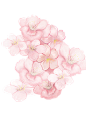 唯美水彩水墨 富士山樱花手绘樱花浪漫粉色PNG免抠透明设计素材