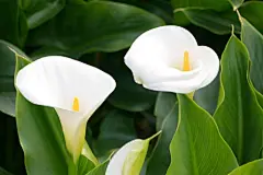 #每日一花# 
海芋（Calla Lily）,拉丁学名：Alocasia macrorrhiza，天南星科海芋属多年生草本植物。别名巨型海芋，佛焰苞芋，滴水观音等；