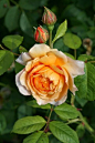 (270) Pinterest