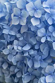 绣球花在花园里