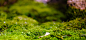 #grass, #plants, #closeup 自然 背景 #素材# 草地 