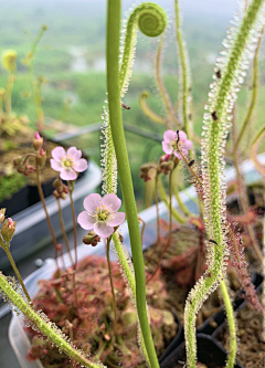 腊月里的小火炉采集到植物