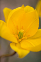 Tulipa sylvestris 野郁金香